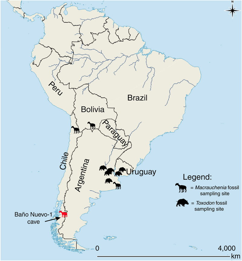 Map of Macrauchenia and another extinct species, Toxodon (Image: Westbury et al. Nature Communications)